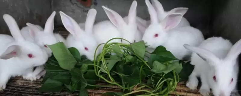 分析养殖兔子前景的方法和重点？分析养殖兔子前景要做好哪些细节？-会东网