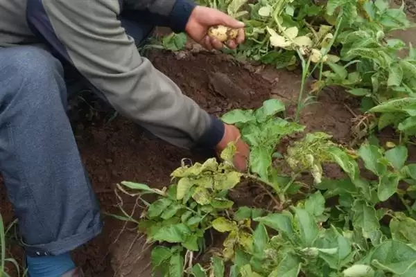 种土豆管理的方法和重点?种土豆管理要做好哪些细节?插图4 种土豆管理的方法和重点?种土豆管理要做好哪些细节?插图4