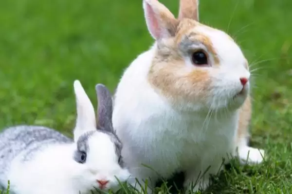 兔子患有肠胃炎的症状?了解兔子肠胃炎症状要知晓哪些疾病表现和判断要点?插图3 兔子患有肠胃炎的症状?了解兔子肠胃炎症状要知晓哪些疾病表现和判断要点?插图3