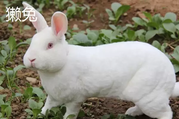 兔子的养殖品种?认识兔子养殖品种要了解哪些关键的品种分类和特性要点?插图9 兔子的养殖品种?认识兔子养殖品种要了解哪些关键的品种分类和特性要点?插图9