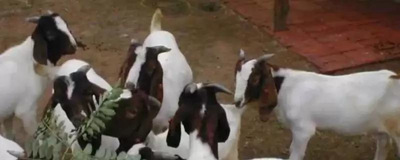 特种养殖简介？认识特种养殖要了解哪些关键的养殖范畴和发展要点？-会东网