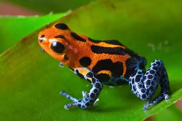 什么是幽灵箭毒蛙?了解幽灵箭毒蛙要知晓哪些关键的生物特性和毒性?插图5 什么是幽灵箭毒蛙?了解幽灵箭毒蛙要知晓哪些关键的生物特性和毒性?插图5