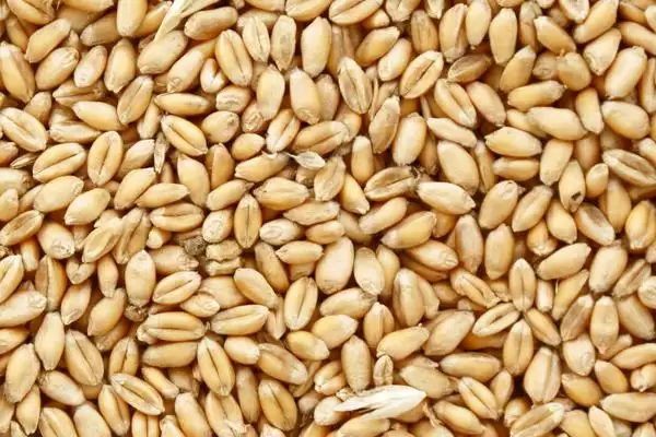 小麦种子形状的要点和解读?了解小麦种子形状需关注哪些关键特征?插图1 小麦种子形状的要点和解读?了解小麦种子形状需关注哪些关键特征?插图1