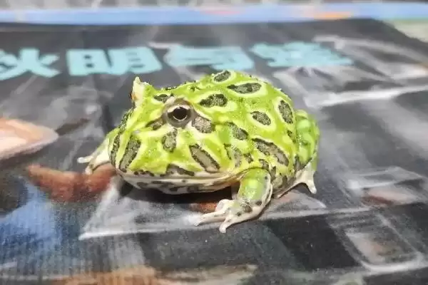 角蛙的饲养方法 ,饲养角蛙需要注意哪些方面插图9