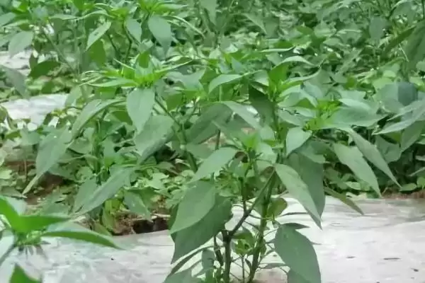 尖椒的施肥周期 ,尖椒每隔多久施一次肥合适插图3 尖椒的施肥周期 ,尖椒每隔多久施一次肥合适插图3