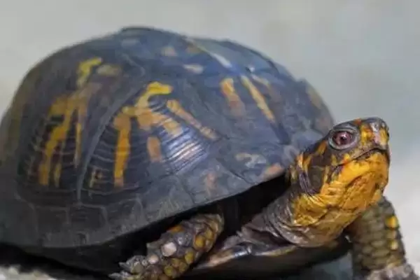 乌龟能否一直泡在水里的要点和判断?判断乌龟泡水情况需注意什么?插图1 乌龟能否一直泡在水里的要点和判断?判断乌龟泡水情况需注意什么?插图1