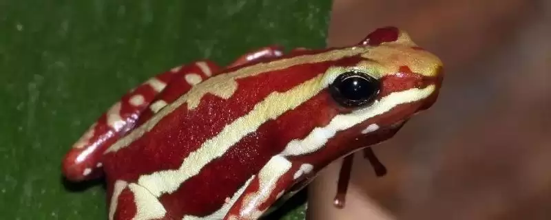 什么是幽灵箭毒蛙？了解幽灵箭毒蛙要知晓哪些关键的生物特性和毒性？-会东网