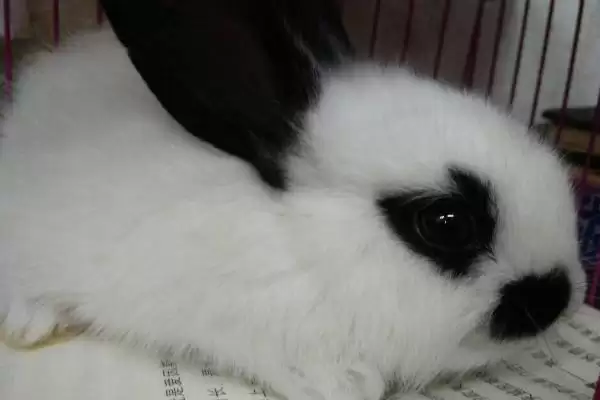 养殖熊猫兔的方法和重点？养殖熊猫兔要做好哪些细节？插图1