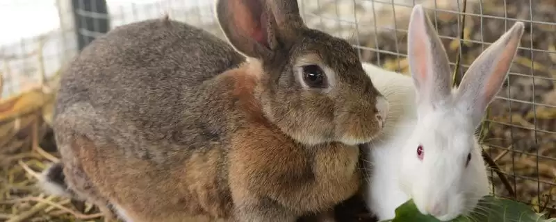 兔子如何繁殖？掌握兔子繁殖方法要了解哪些关键的繁殖周期和技术要点？-会东网
