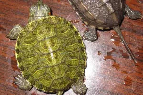 乌龟动物属性的要点和解读?解读乌龟动物属性需注意什么?插图1 乌龟动物属性的要点和解读?解读乌龟动物属性需注意什么?插图1