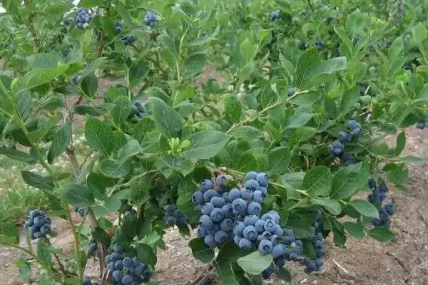 蓝莓的种植方法 ,蓝莓在什么条件下四季可定植?插图1 蓝莓的种植方法 ,蓝莓在什么条件下四季可定植?插图1