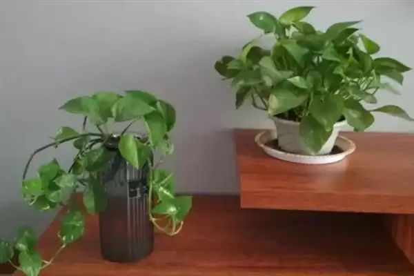 防止绿萝被冻死的方法和重点？防止绿萝被冻死要做好哪些细节？插图5