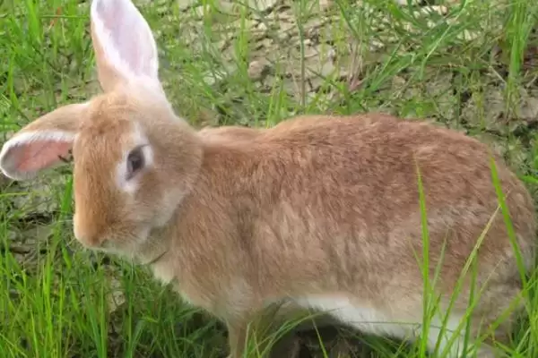 塞北兔的由来?了解塞北兔由来要探究哪些品种培育历史?插图3 塞北兔的由来?了解塞北兔由来要探究哪些品种培育历史?插图3