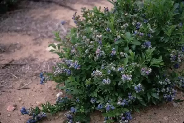 蓝莓中的佼佼者:杜克蓝莓、美登蓝莓又甜又大又早熟插图8 蓝莓中的佼佼者:杜克蓝莓、美登蓝莓又甜又大又早熟插图8