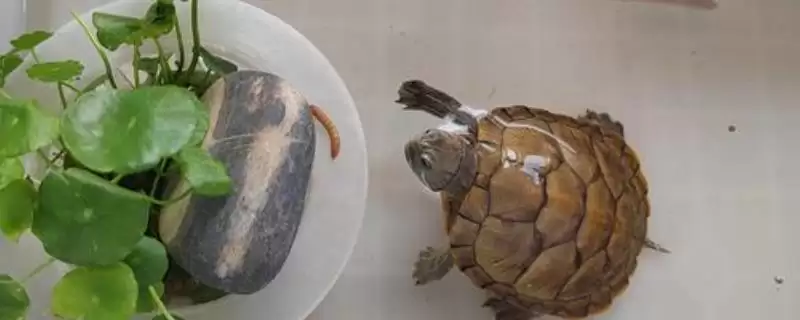 乌龟不吃东西如何处理？解决乌龟不吃东西问题要采取哪些有效措施和方法？-会东网