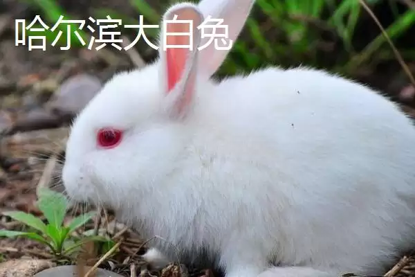 兔子的养殖品种?认识兔子养殖品种要了解哪些关键的品种分类和特性要点?插图7 兔子的养殖品种?认识兔子养殖品种要了解哪些关键的品种分类和特性要点?插图7