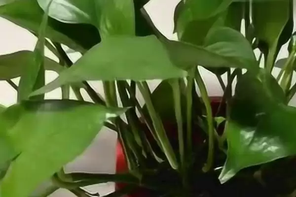 绿萝的浇水间隔一般是多久 ,绿萝通常隔几天浇一次水插图2 绿萝的浇水间隔一般是多久 ,绿萝通常隔几天浇一次水插图2