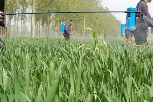 清明前后小麦用药指南:扫螨净乳油防治红蜘蛛的要点插图3 清明前后小麦用药指南:扫螨净乳油防治红蜘蛛的要点插图3