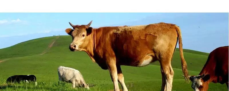 了解一头牛价格的方法和重点?了解一头牛价格要做好哪些细节?-会东网