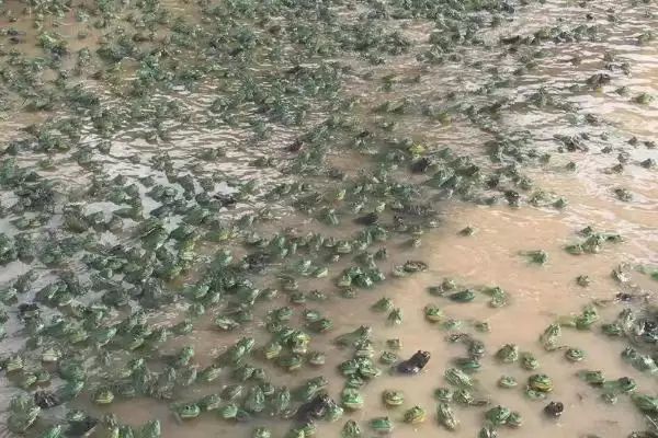 判断养殖牛蛙能否赚钱的方法和重点?判断养殖牛蛙能否赚钱要做好哪些细节?插图2 判断养殖牛蛙能否赚钱的方法和重点?判断养殖牛蛙能否赚钱要做好哪些细节?插图2