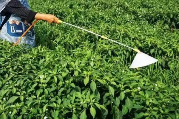 尖椒的施肥周期 ,尖椒每隔多久施一次肥合适插图1 尖椒的施肥周期 ,尖椒每隔多久施一次肥合适插图1