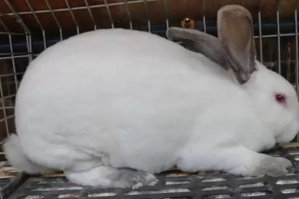 獭兔配种技术？掌握獭兔配种技术要了解哪些关键的繁殖要点和操作方法？插图1