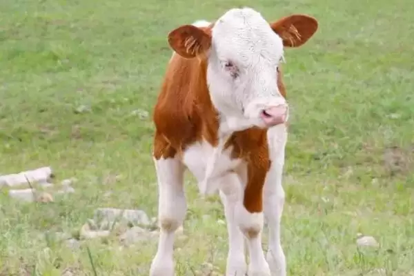 小牛犊高烧还喘的应对方法和要点?处理小牛犊病症需注意哪些关键措施?插图1 小牛犊高烧还喘的应对方法和要点?处理小牛犊病症需注意哪些关键措施?插图1