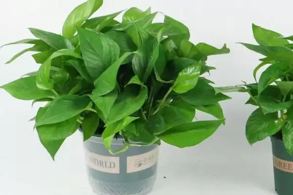 绿萝长高了怎么办比较好 ,绿萝长高怎么处理生长点插图3 绿萝长高了怎么办比较好 ,绿萝长高怎么处理生长点插图3