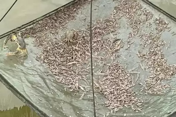 石蛙苗的养殖方法?养殖石蛙苗要掌握哪些关键的饲养管理方法?插图3 石蛙苗的养殖方法?养殖石蛙苗要掌握哪些关键的饲养管理方法?插图3