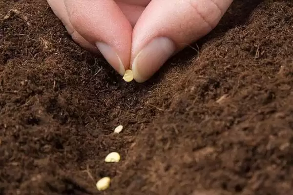 线椒种植的方法和要点？种植线椒要掌握哪些关键技术步骤？插图3