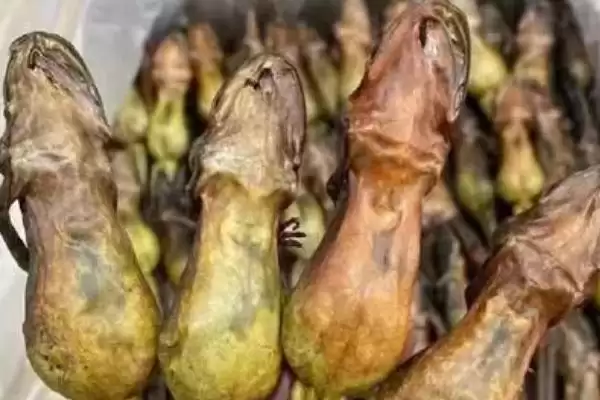 什么是雪蛤?了解雪蛤要知晓哪些关键的生物特性和药用价值?插图4 什么是雪蛤?了解雪蛤要知晓哪些关键的生物特性和药用价值?插图4