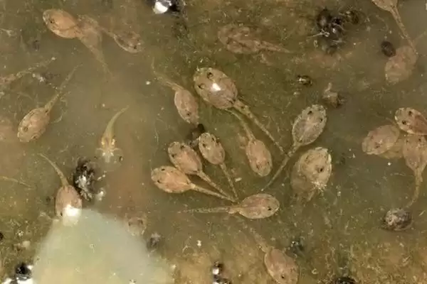 石蛙苗的价格及养殖技术?了解石蛙苗价格和养殖技术要注意什么?插图6 石蛙苗的价格及养殖技术?了解石蛙苗价格和养殖技术要注意什么?插图6