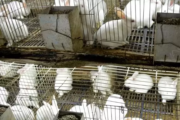 兔子养殖回收是真是假?判断兔子养殖回收真实性要分析哪些市场和合同因素?插图2 兔子养殖回收是真是假?判断兔子养殖回收真实性要分析哪些市场和合同因素?插图2