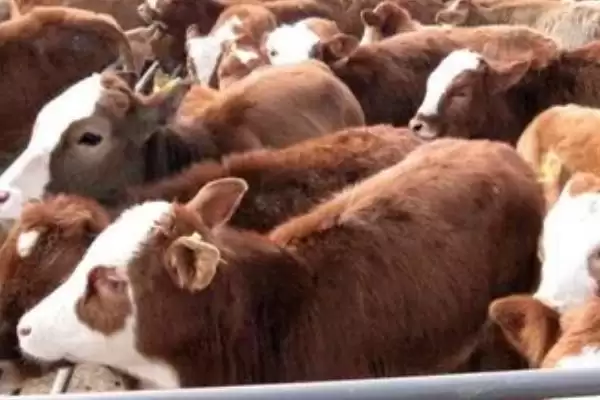 特种养殖简介?认识特种养殖要了解哪些关键的养殖范畴和发展要点?插图10 特种养殖简介?认识特种养殖要了解哪些关键的养殖范畴和发展要点?插图10