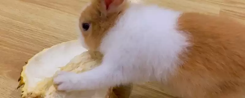 兔子可以吃榴莲吗？判断兔子能否吃榴莲要考虑哪些兔子饮食习性和健康因素？-会东网