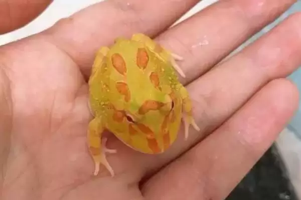 角蛙的饲养方法 ,饲养角蛙需要注意哪些方面插图11