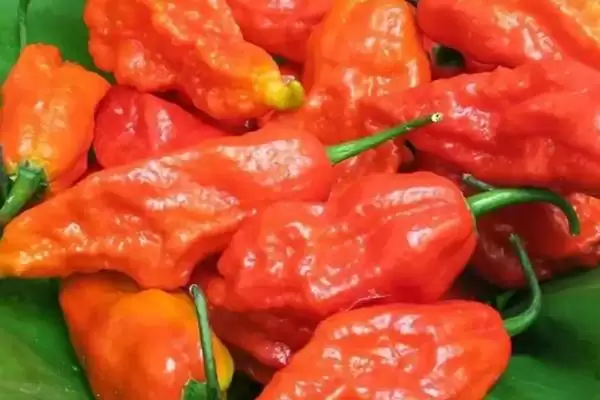 魔鬼辣椒的辣度具体是多少呢 ,魔鬼辣椒辣度超过 100 万 “史高维尔”插图1 魔鬼辣椒的辣度具体是多少呢 ,魔鬼辣椒辣度超过 100 万 “史高维尔”插图1