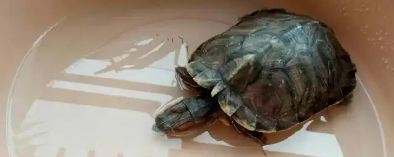 乌龟用阿莫西林泡一天的可行性和要点？乌龟用药泡水需注意什么？-会东网