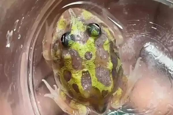 角蛙的饲养方法 ,饲养角蛙需要注意哪些方面插图3