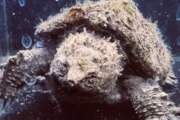 什么是佛鳄龟?认识佛鳄龟要了解哪些关键的物种特性和养殖要点?插图1 什么是佛鳄龟?认识佛鳄龟要了解哪些关键的物种特性和养殖要点?插图1