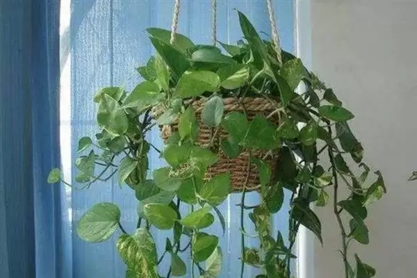 绿萝吊兰有什么作用 ,绿萝吊兰有哪些实用功能插图5 绿萝吊兰有什么作用 ,绿萝吊兰有哪些实用功能插图5