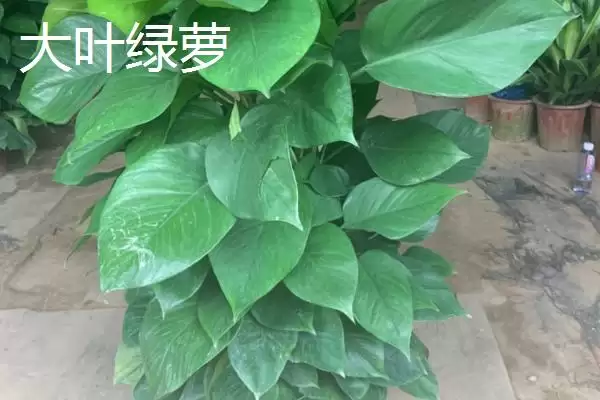 绿萝有哪些常见的品种 ,绿萝的品种有哪些可介绍插图7 绿萝有哪些常见的品种 ,绿萝的品种有哪些可介绍插图7