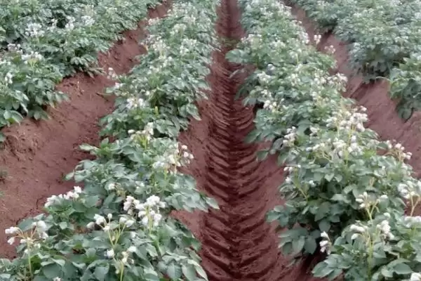 土豆如何施肥?给土豆施肥要掌握哪些关键的施肥时间、方式和用量要点?插图2 土豆如何施肥?给土豆施肥要掌握哪些关键的施肥时间、方式和用量要点?插图2