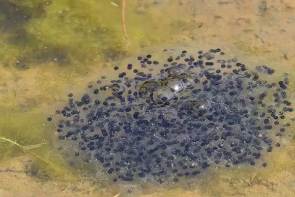 青蛙的卵裂方式解析:有丝分裂的过程及意义插图1 青蛙的卵裂方式解析:有丝分裂的过程及意义插图1