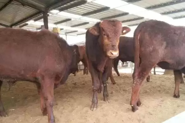 买牛常见的骗局有哪些 ,买牛需警惕哪 4 种常见骗局插图3