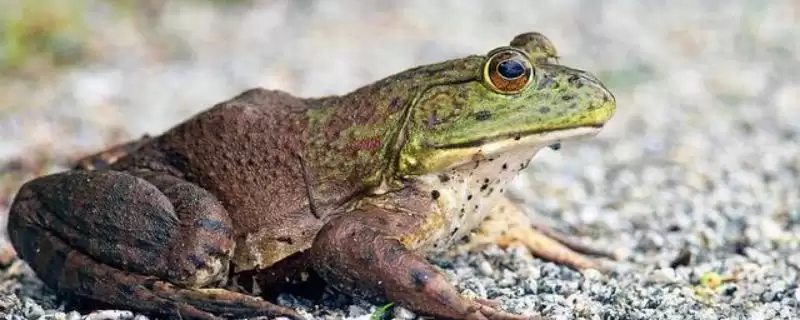 牛蛙的前世今生：原产于北美洲的两栖明星-会东网
