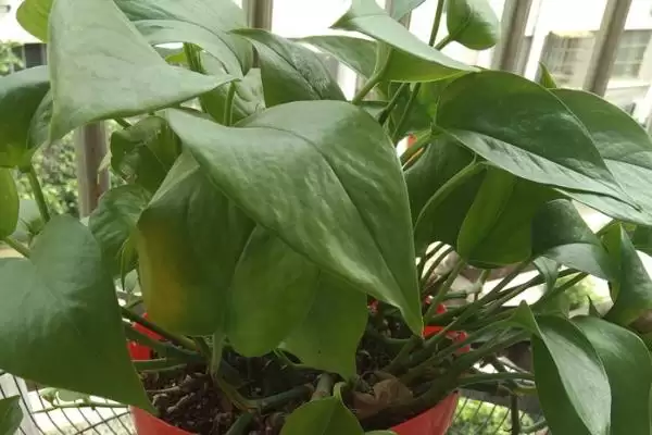 绿萝叶片发黑如何处理好 ,绿萝叶片发黑怎样应对插图3 绿萝叶片发黑如何处理好 ,绿萝叶片发黑怎样应对插图3