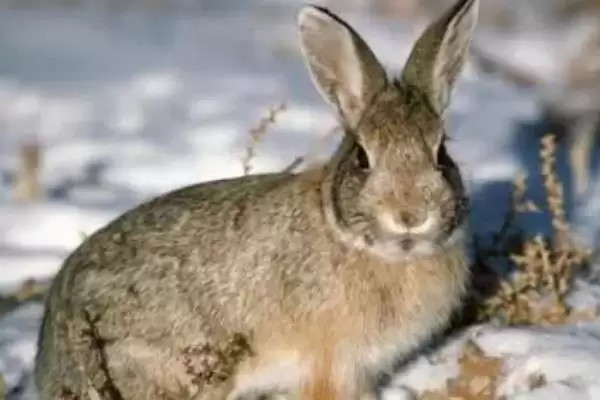 塞北兔的由来?了解塞北兔由来要探究哪些品种培育历史?插图1 塞北兔的由来?了解塞北兔由来要探究哪些品种培育历史?插图1