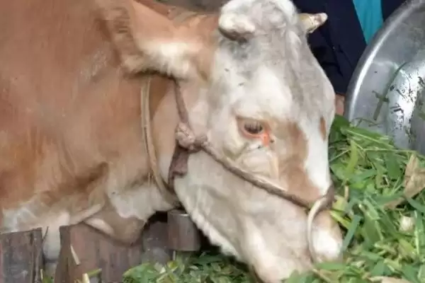 夏季牛采食量减少的应对方法和要点？应对夏季牛采食量问题需注意什么？插图3