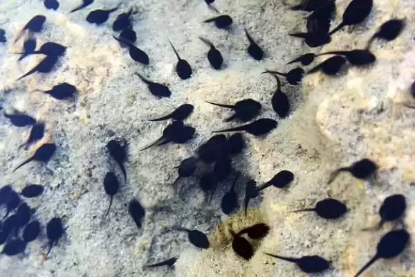 饲养蝌蚪的原则?饲养蝌蚪要遵循哪些科学的饲养原则和管理要点?插图2 饲养蝌蚪的原则?饲养蝌蚪要遵循哪些科学的饲养原则和管理要点?插图2